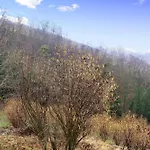 Il Ginepro